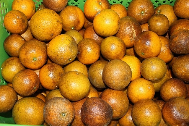 徳之島産 完熟たんかん 農薬不使用 自然栽培