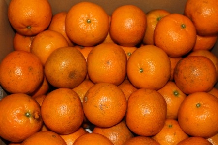 ��Ƿ�绺���󤫤�ͽ������ڣ��ʣ�����/Ȣ�ۡߣ�Ȣ�������Ƿ�礫���­�ᤤ�դ�̣�Ф��Ϥ�����������Ǥ���Ǥ��ꤤ���ޤ�����̣�ϥХå���ǡ��������ѤȤ��Ƥ�����ξ��ʤǤ��������̡�