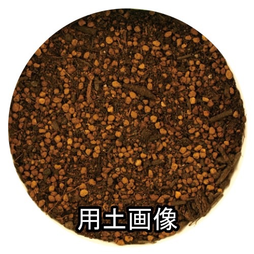 オリーブの培養土 25l 2袋セット 約50リットル 専用用土 果樹用 Gardening 園芸と土 刀川平和 本店