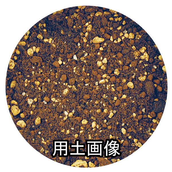 �֥롼�٥꡼�������ڡ�25L