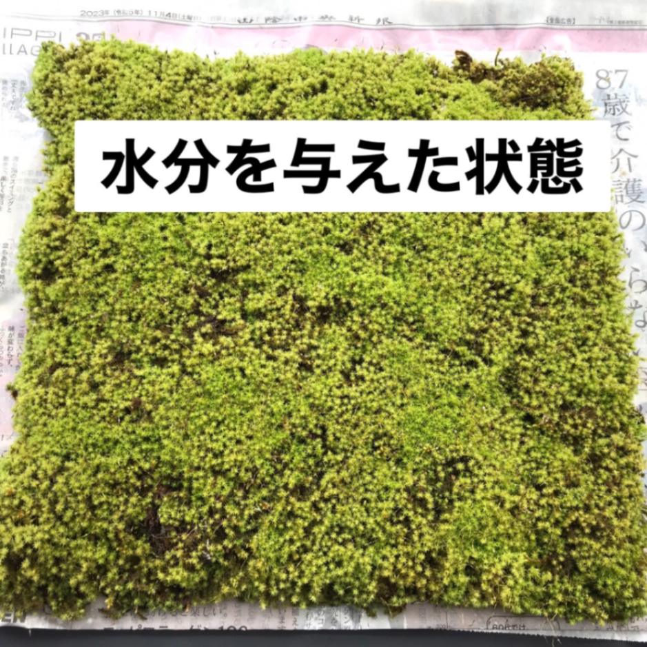 スナゴケ　すな苔　50トレー　最安値 スナゴケ すな苔 50トレー 最安値 スナゴケ 砂苔販売通販