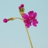 八重咲日本桜草（ニホンサクラソウ）　有頂天|全商品一覧表