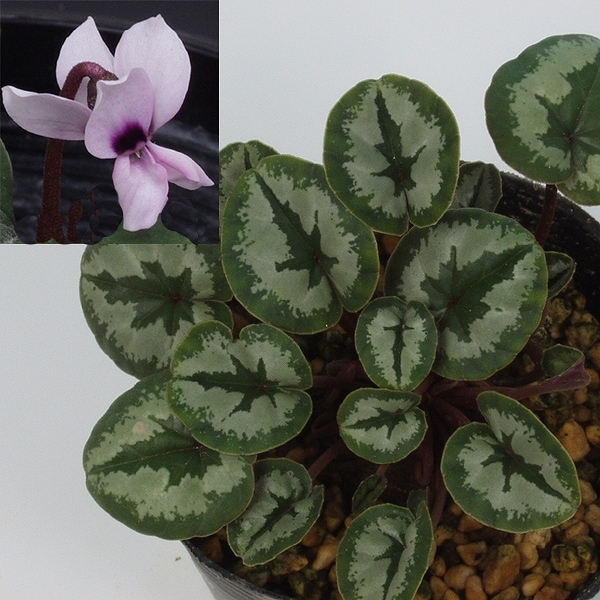 ���亮��������ϡ��������󥳡��ࡡ����С��꡼��