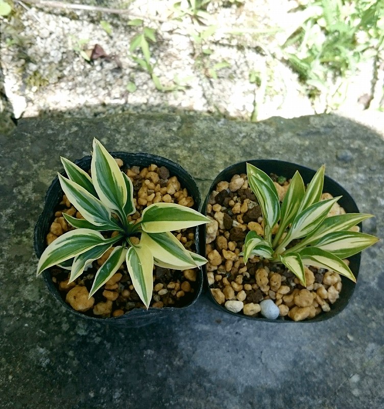 �������ܥ��������������