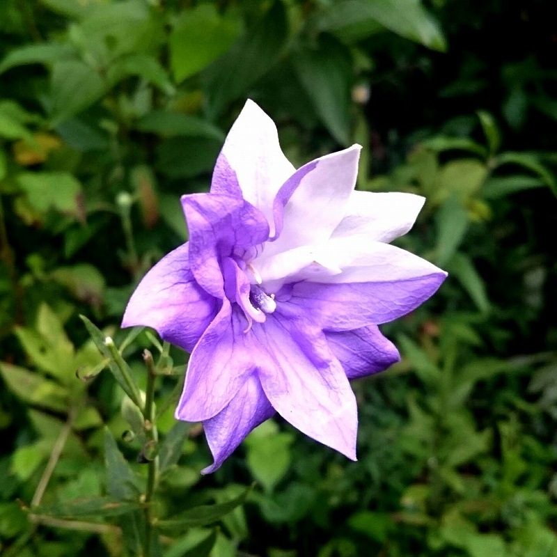 桔梗 八重咲きキキョウ 絞り咲き販売通販