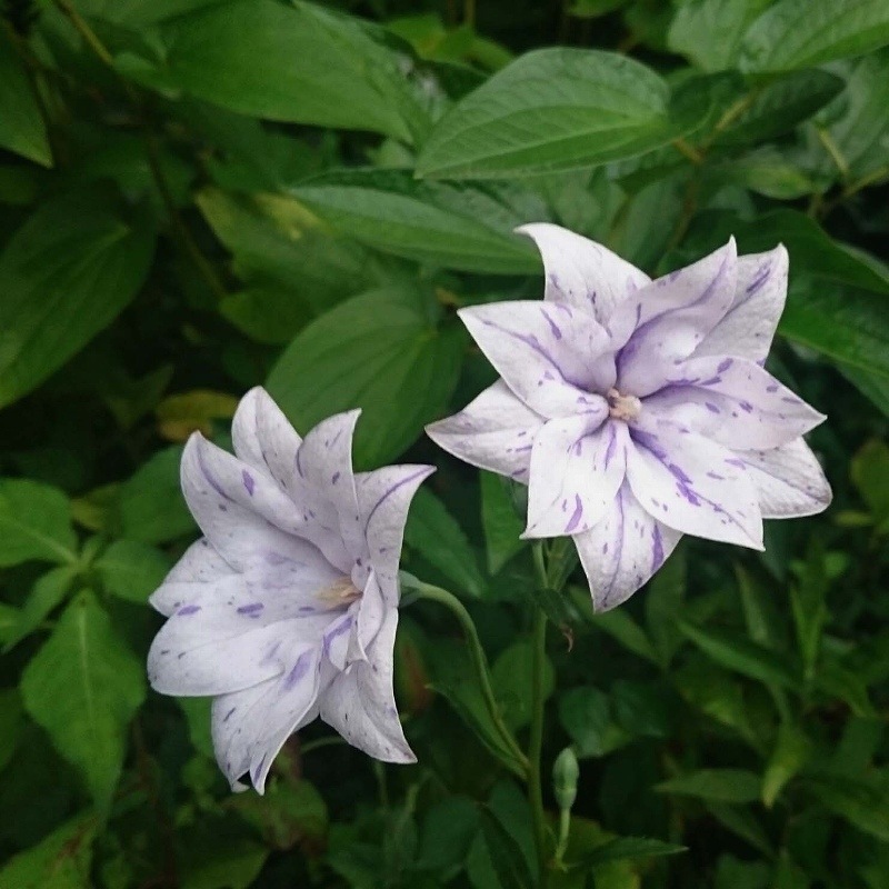 桔梗 0000000009972.jpg