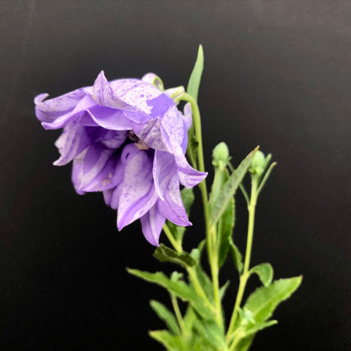 桔梗 imgrc0096548508.jpg