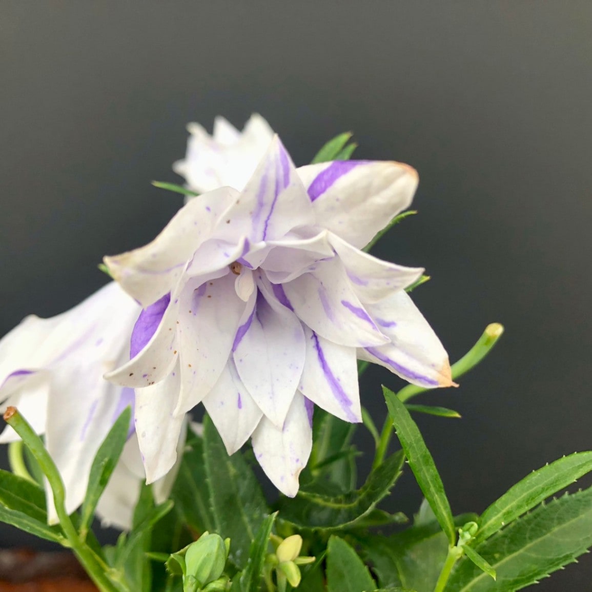 桔梗 imgrc0096548508.jpg