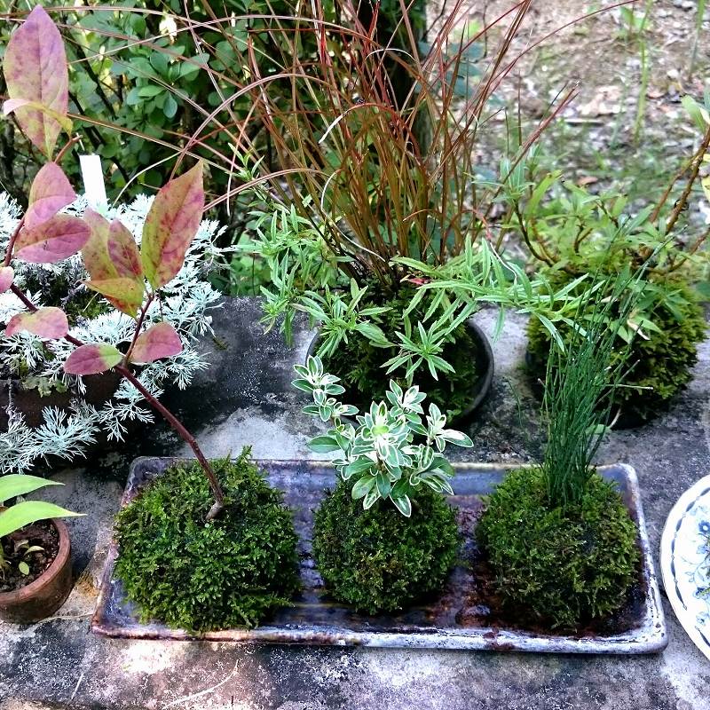人気の苔玉セット販売通販