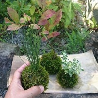 人気の苔玉セット