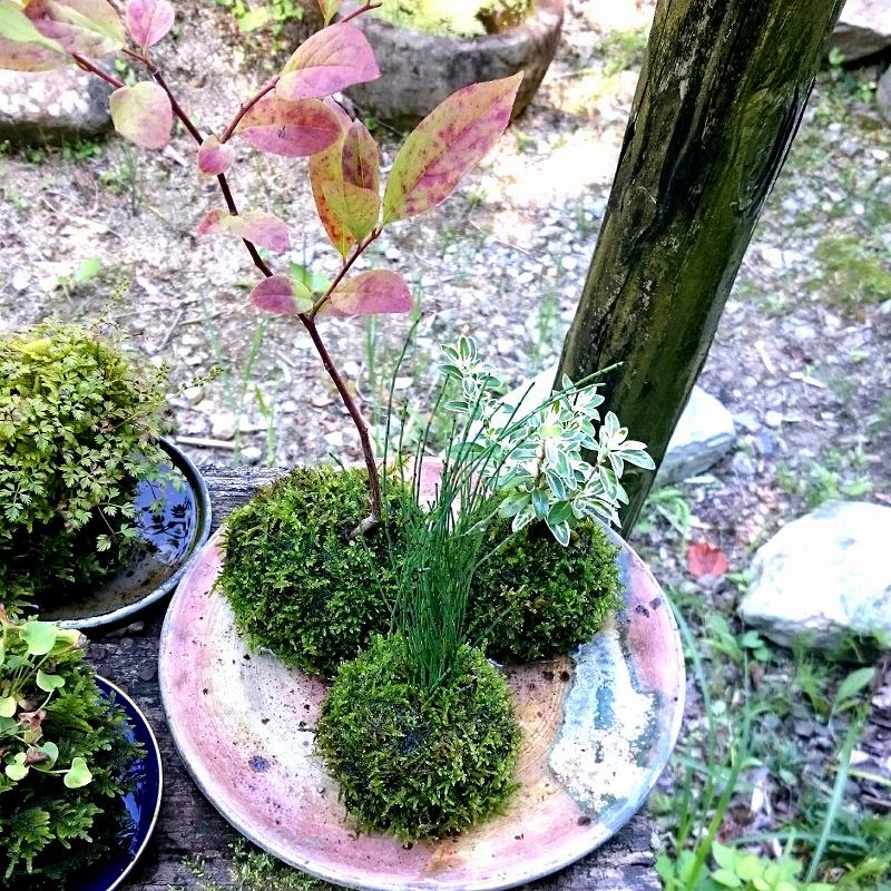 販売再開★完全品★5個セット◎ハイ苔4年物◎苔玉★厚2/長47幅32 這苔(ハイゴケ)大トレー(5枚セット)を販売｜盆栽妙 – 盆栽妙 本店