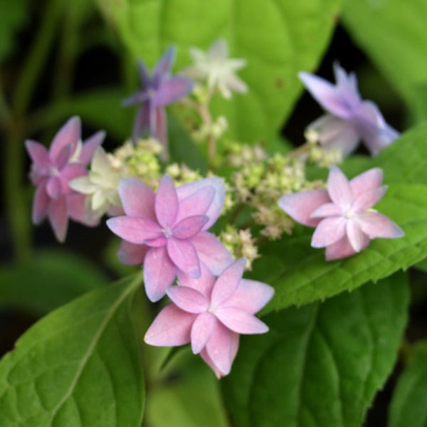 美方八重 ミカタヤエ ヤマアジサイ販売通販