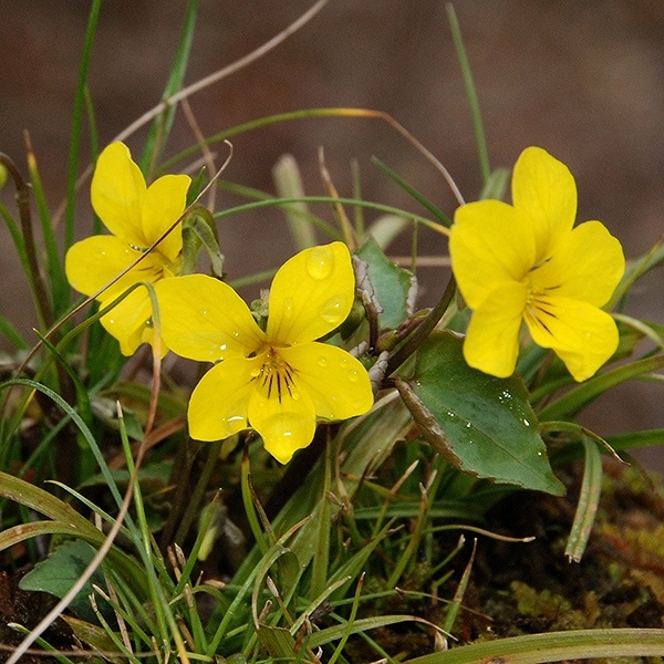 �����ߥ� ���� ���ɻ�