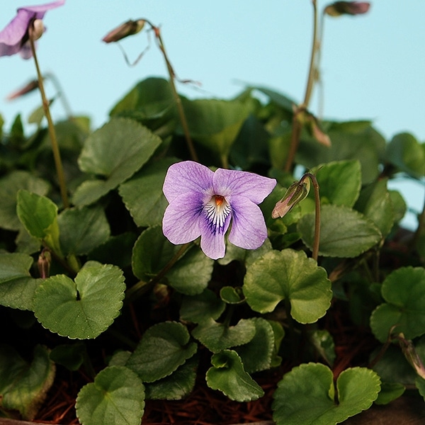 �����������ĥܥ��ߥ� �۸�Ω����