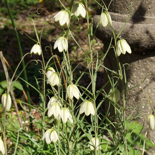 �Х��� ���ߥ������ ���� ���