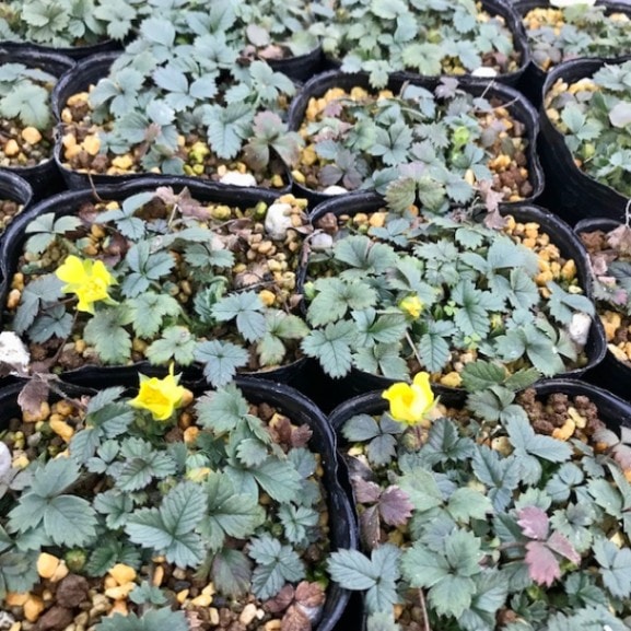 �����ॷ��