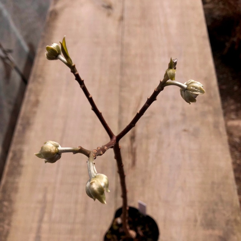 �ߥĥޥ� ����