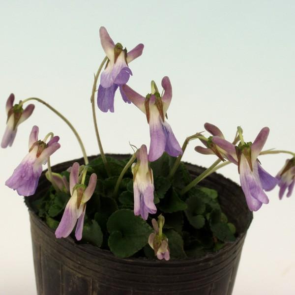 �����ĥܥ��ߥ�¿�� Ω����