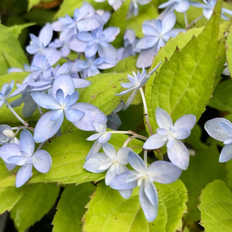 ���ʤθ� �����ť��Υҥ��� ��ޥ�������