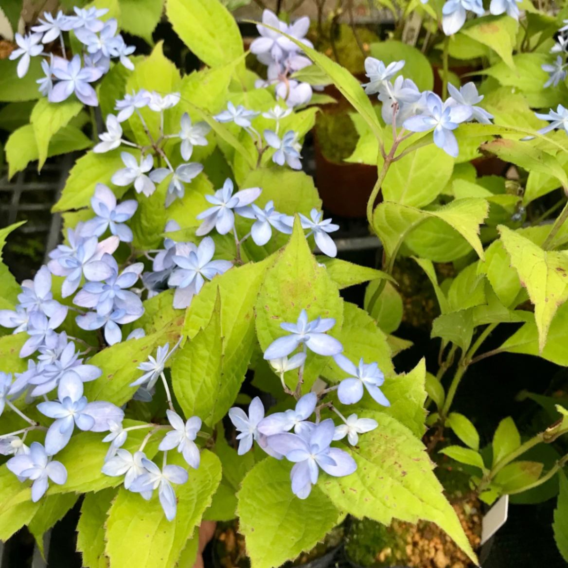 石鎚の光 イシヅチノヒカリ ヤマアジサイ販売通販