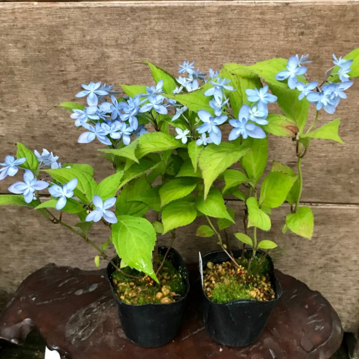石鎚の光 イシヅチノヒカリ ヤマアジサイ R8年花芽無し販売通販