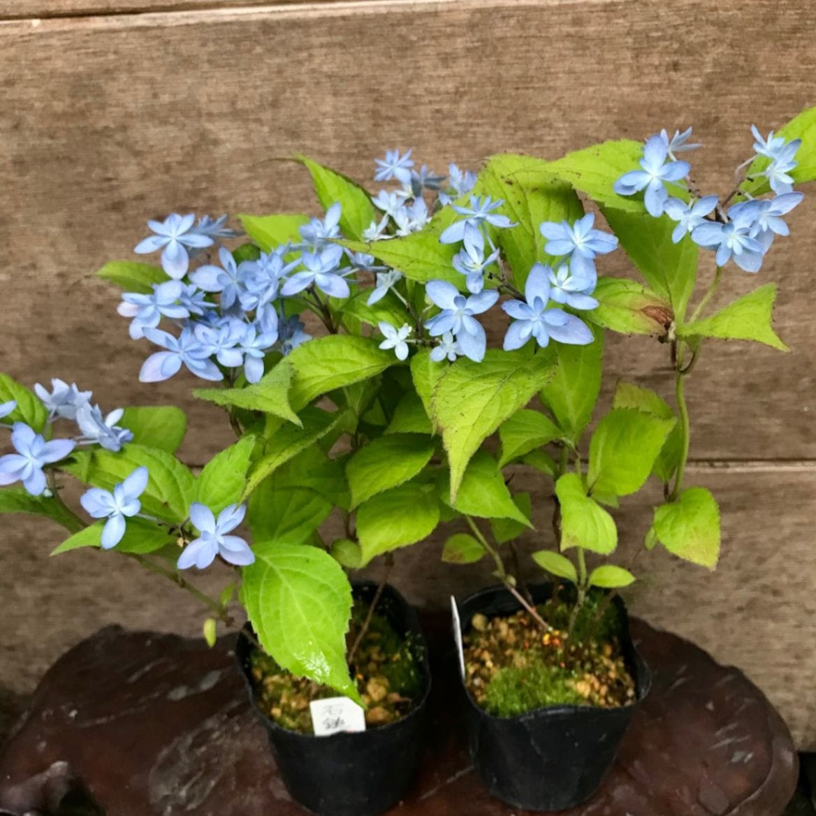 石鎚の光 イシヅチノヒカリ ヤマアジサイ R8年花芽無し販売通販