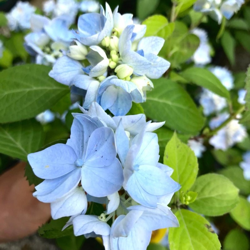 �ݻ���ð �ޥ��ޥܥ��� ��� ��ޥ�������