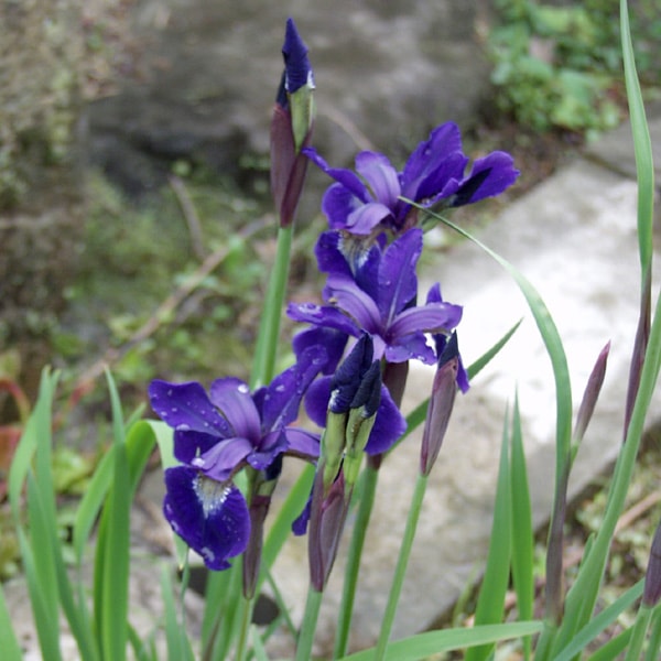 ����� �Գ�