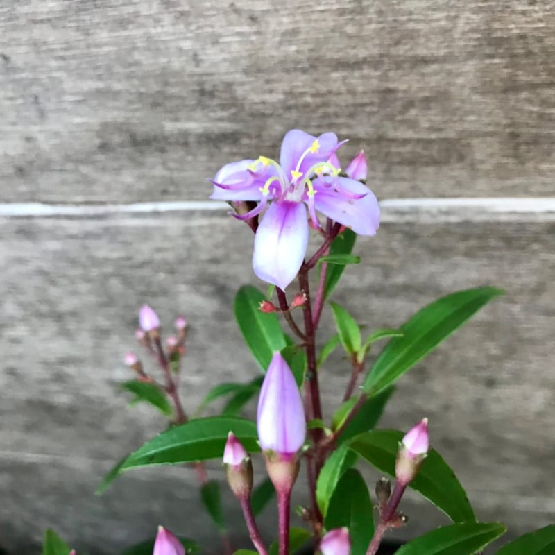 ���ޥߥΥܥ��� �����ð