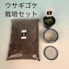 ウサギゴケ ウサギ苔 栽培セット