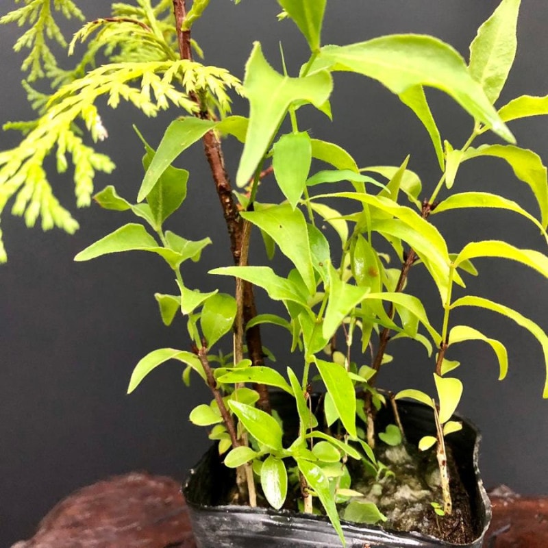 �ĥ��Х� ��� Ⱦ������ʪ