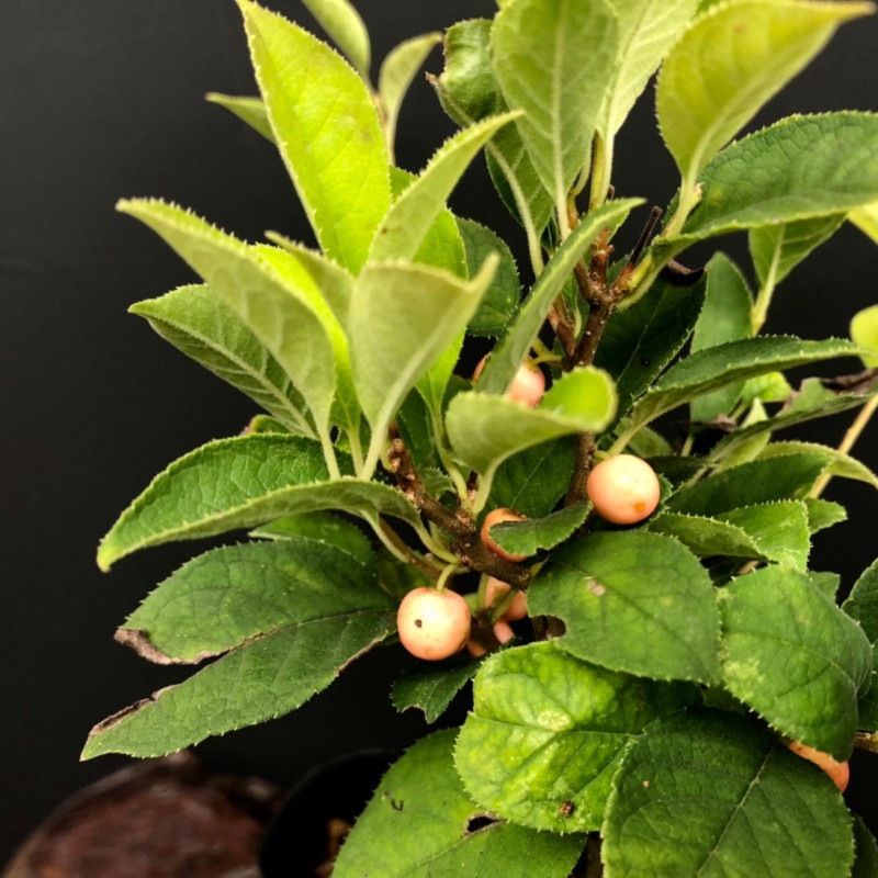 �����ɥ� ������