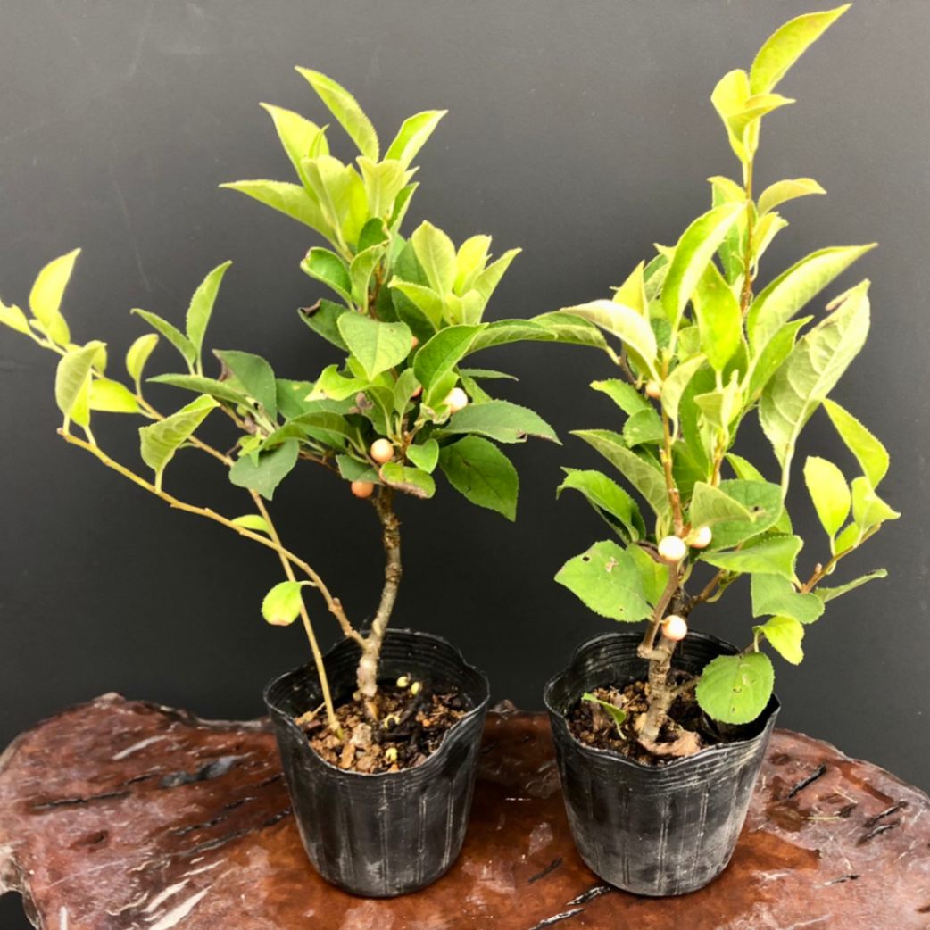 美の極み。山採りウメモドキ。 送料込み。清涼感。山採りウメモドキ