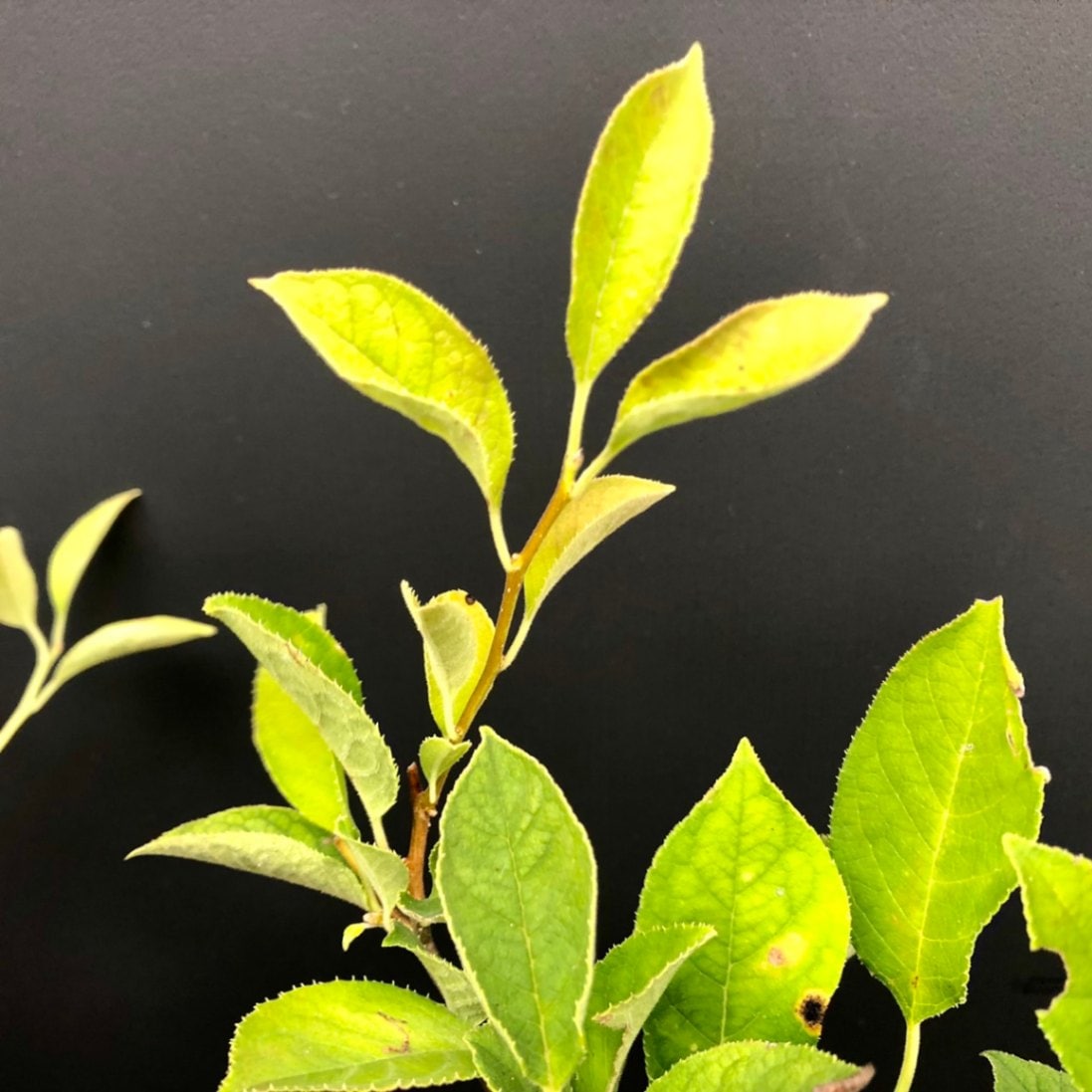 送料込み。清涼感。山採りウメモドキ。。 植木 盆栽 ウメモドキ」の人気商品一覧 | 安い商品を通販サイト