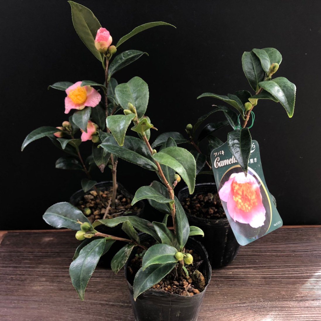 椿 椿旅 伊豆大島の椿花ガーデン