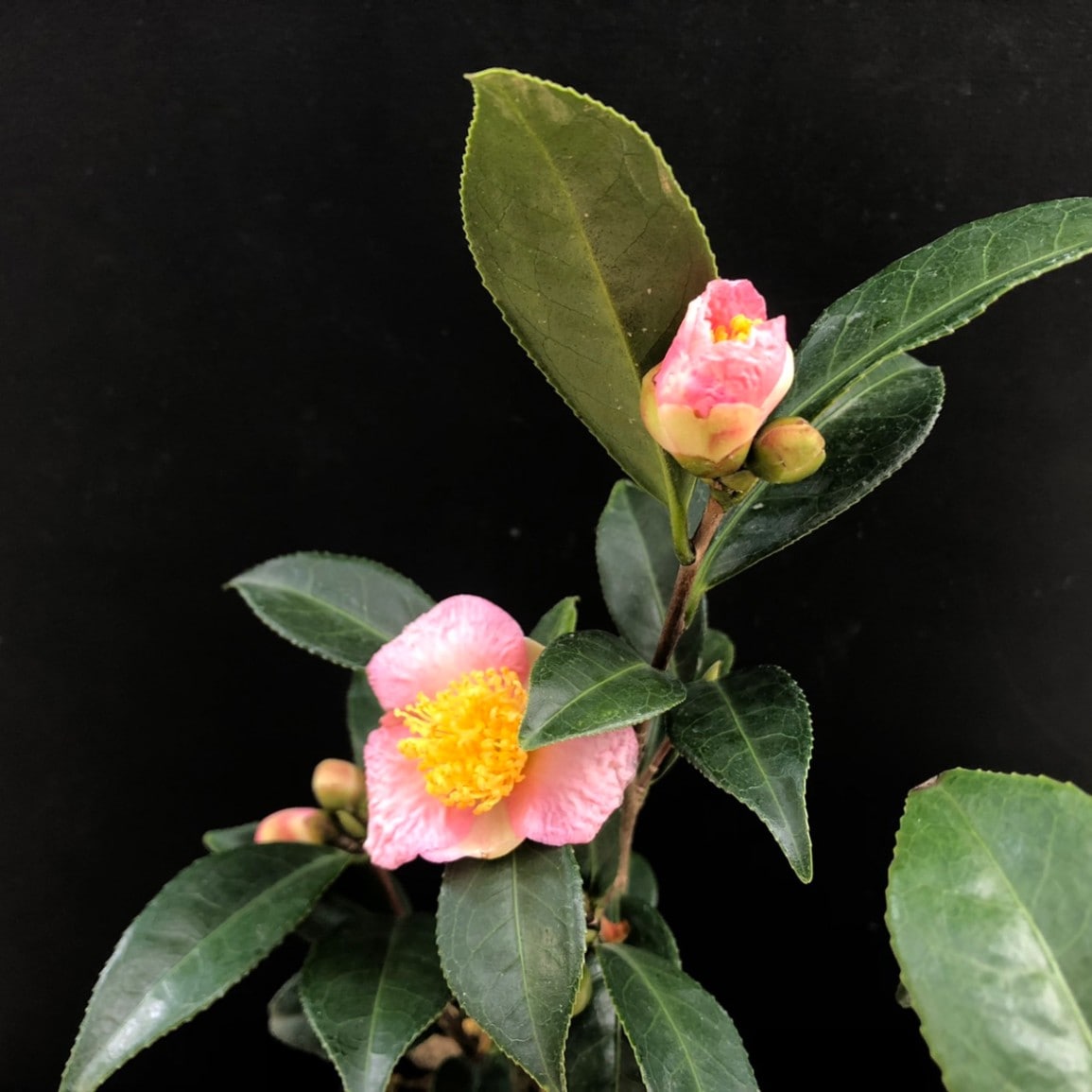 ロビラキ 炉開き 椿 ツバキ 茶花販売通販