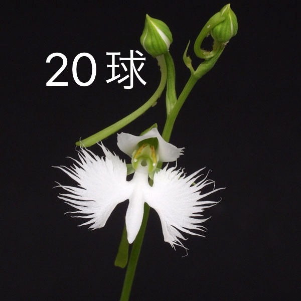 庬 庬 3佪λ ͽ 20 ռ