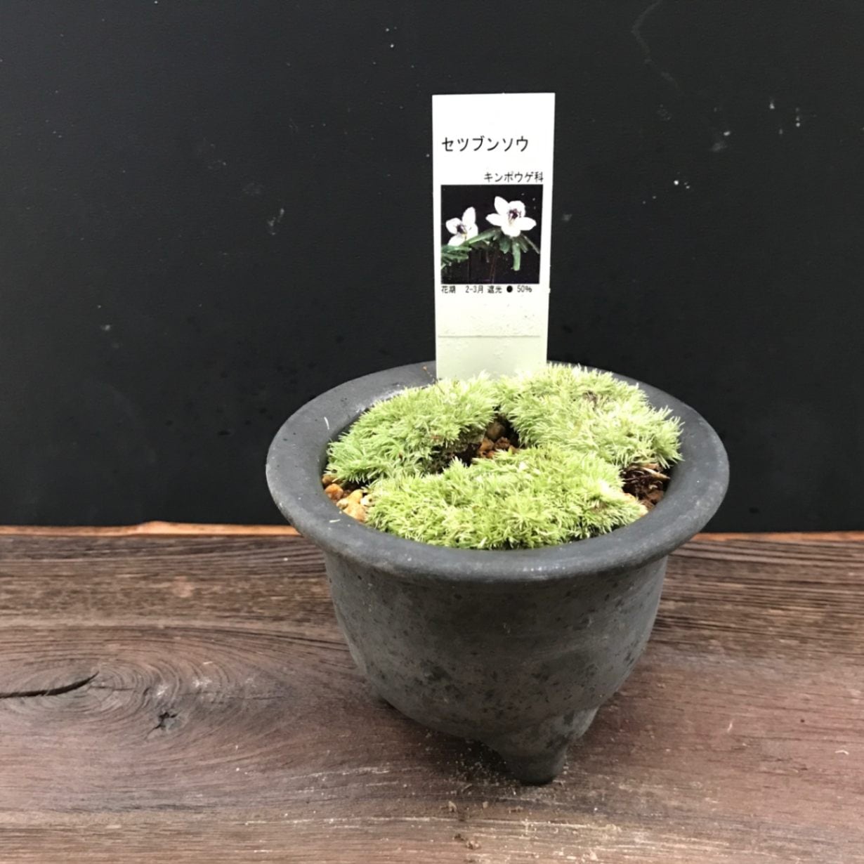 セツブンソウ 節分草 鉢植え 苔盆栽 ミニ盆栽 山野草 現品販売通販