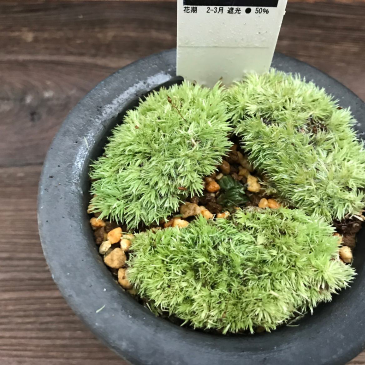 セツブンソウ 節分草 鉢植え 苔盆栽 ミニ盆栽 山野草 現品販売通販