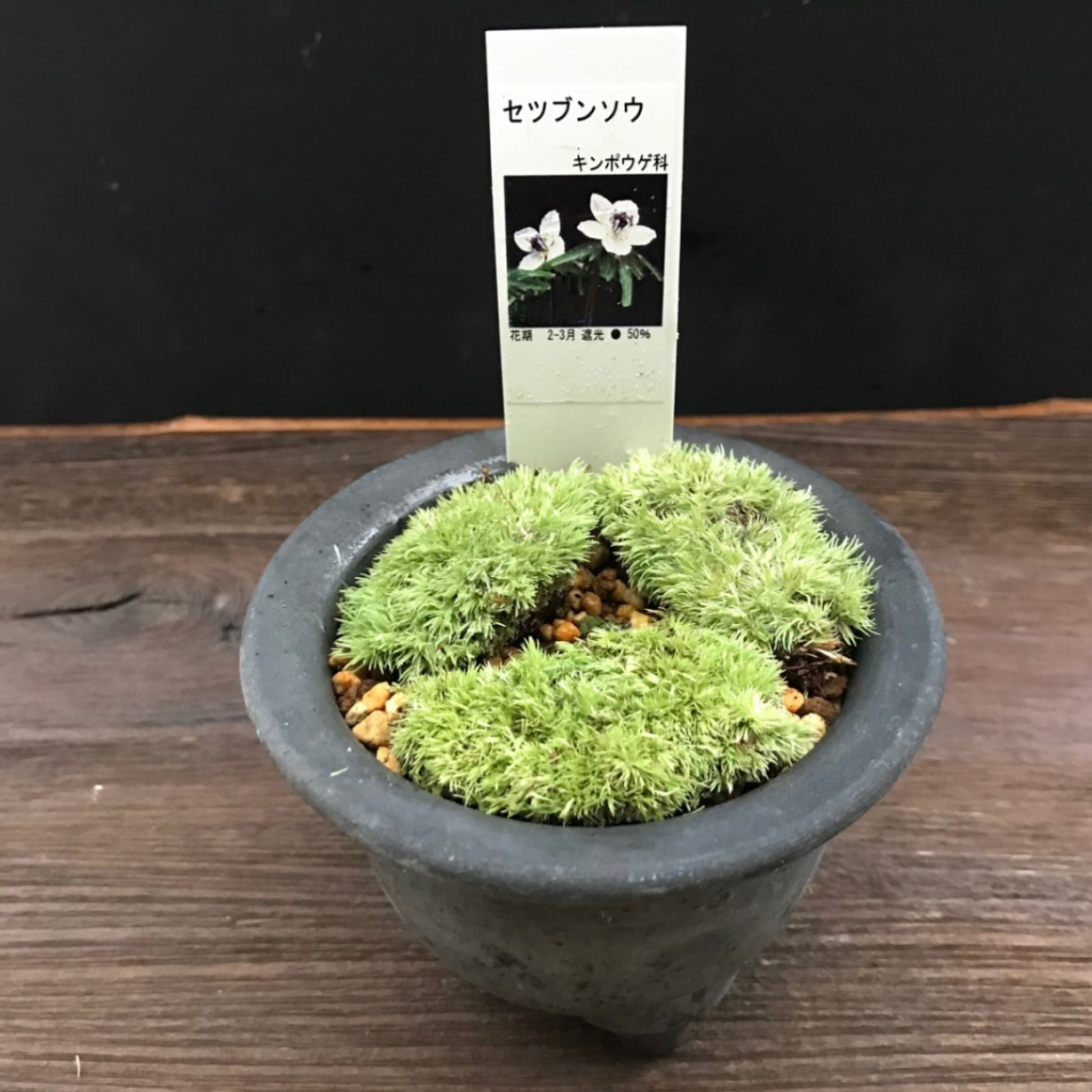 山野草　エゾツクモグサ　7号鉢植え 0000000010562_fpZsrgy.jpg