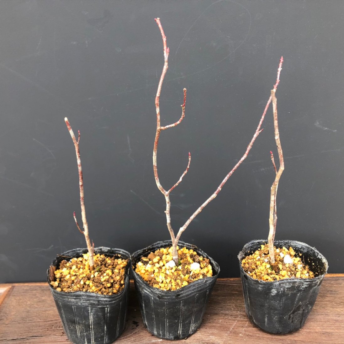 マルバノキ販売通販