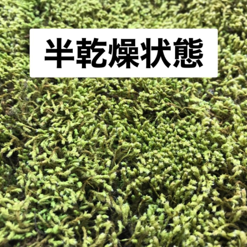 宅配便配送 スナゴケ 砂苔販売通販 苔玉・苔