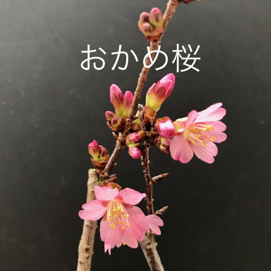 オカメザクラ おかめ桜販売通販