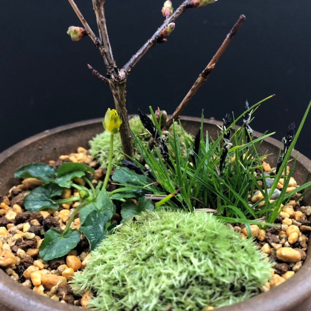 桜盆栽 小品十月桜 ミニ盆栽 盆栽 bonsai 満開 お花見 ボンサイ 鉢植え