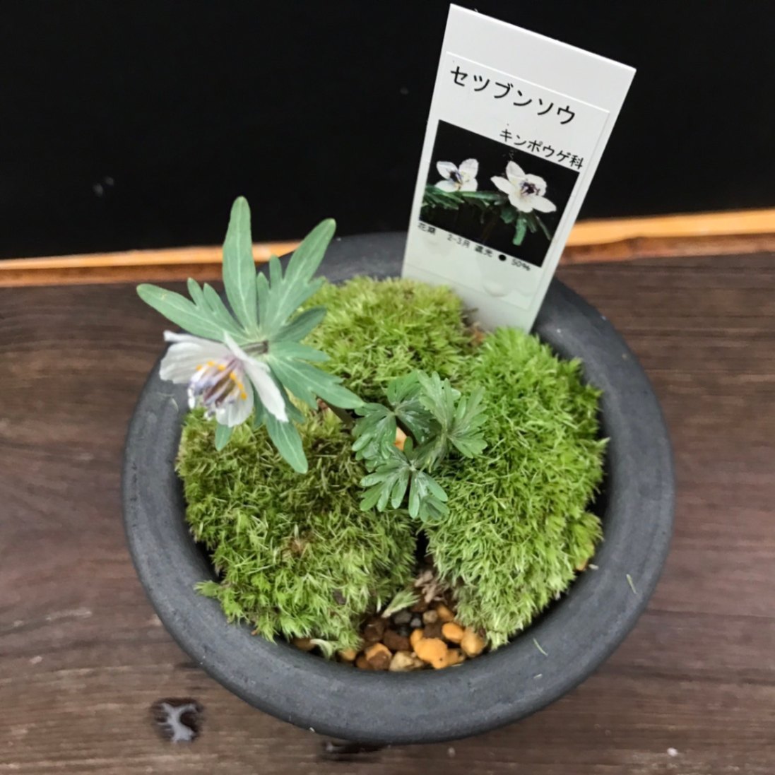 山野草 希少礼文 アツモリソウ 発泡箱培養土植え 山野草 希少礼文