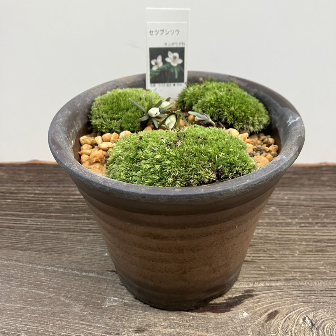セツブンソウ 節分草 花芽4つ 鉢植え 苔盆栽 ミニ盆栽 山野草 現品販売通販