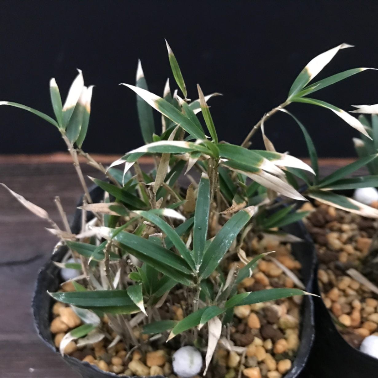 ☆ 屋久島マイヅル草盆栽 適っ