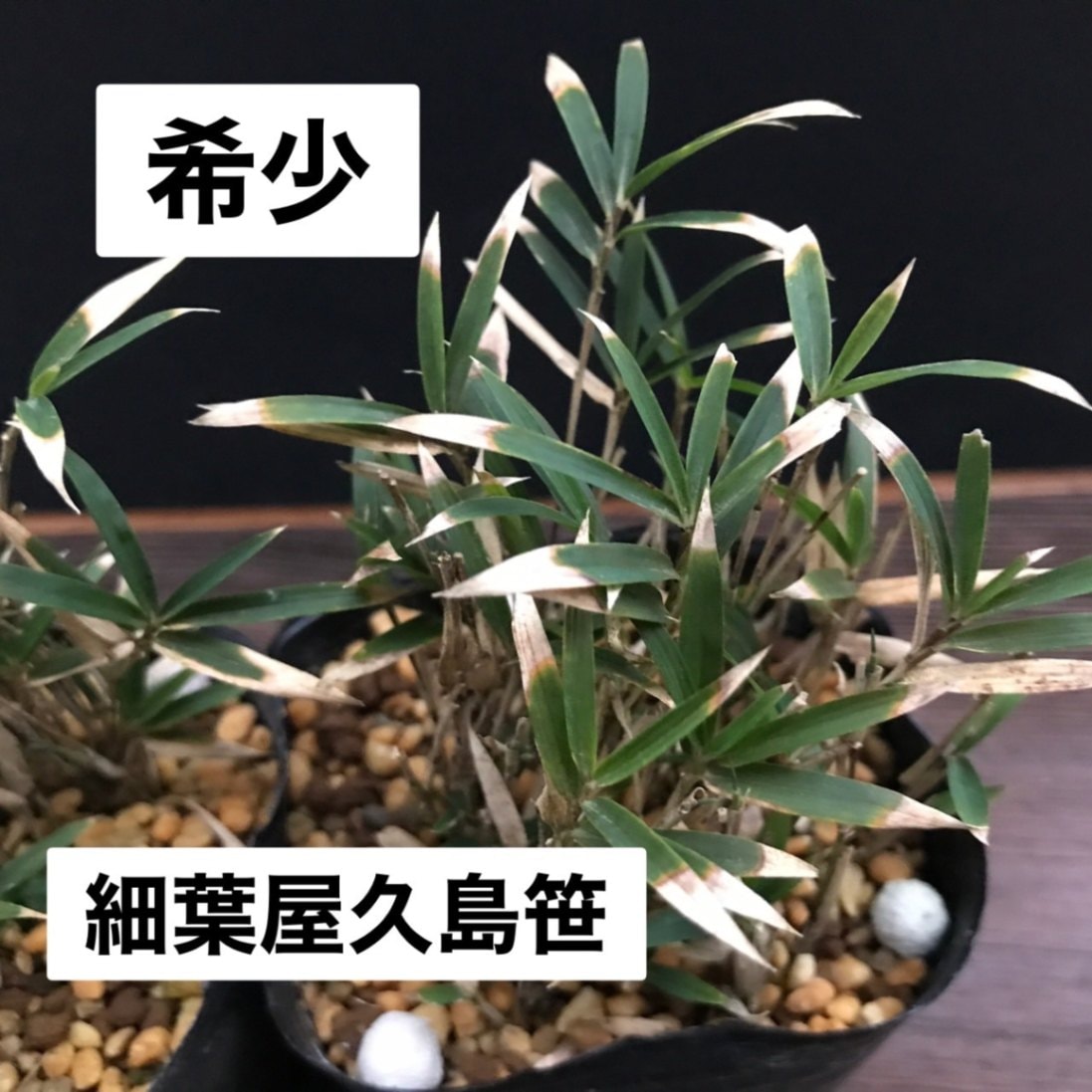 細葉屋久島笹 山野草 盆栽添草販売通販