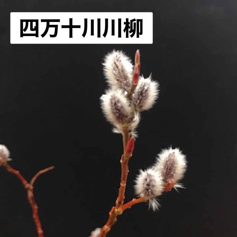 ������������ ��ʥ�