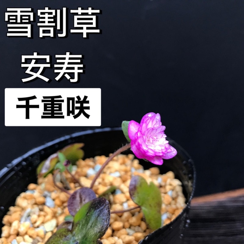 ����� �¼� ��ź餭 